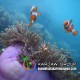 agen wisata karimunjawa